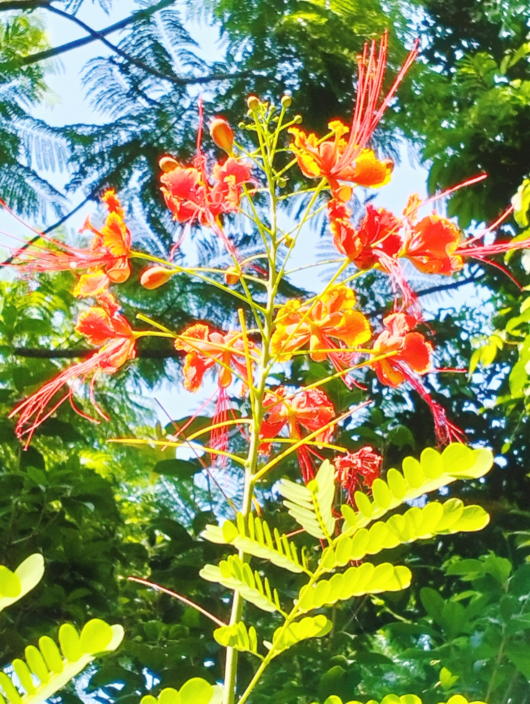 洋金凤学名金凤花,别称黄金凤,蛱蝶花,原产地美洲