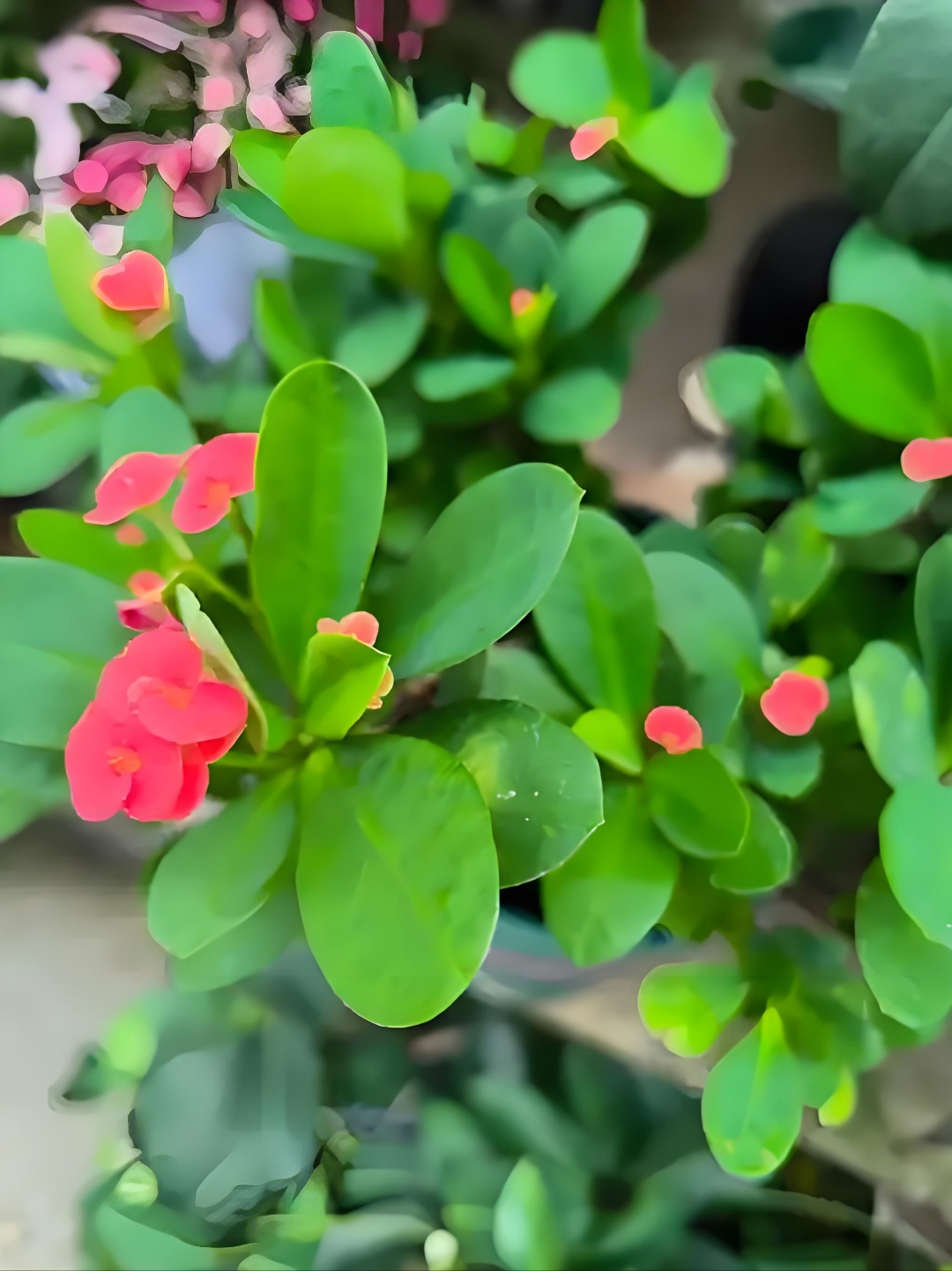 它的刺无毒,但茎的汁液有毒,刺和汁液共同构筑它的防御网