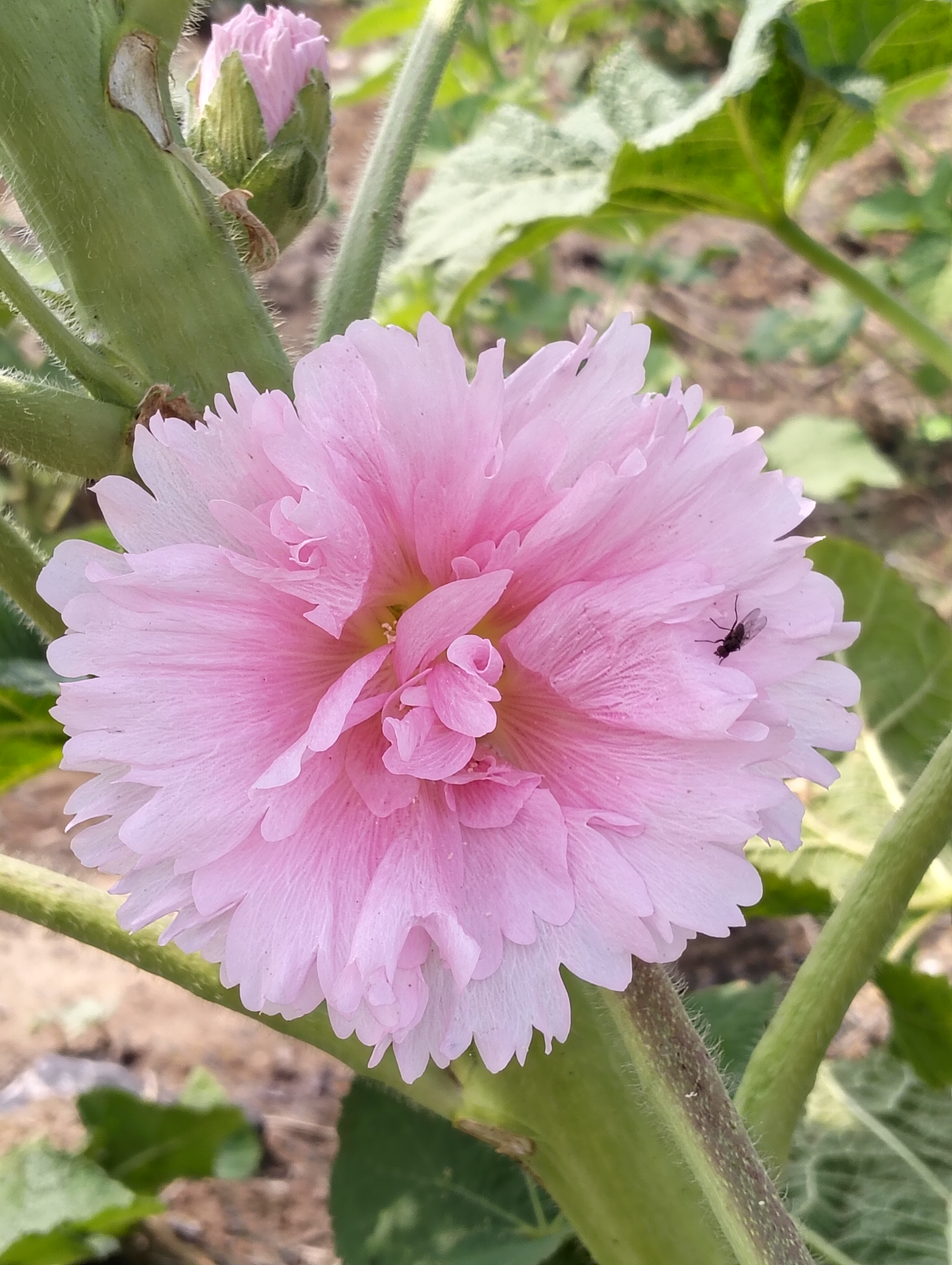 蜀葵开始开花了,单瓣的,重瓣的都有