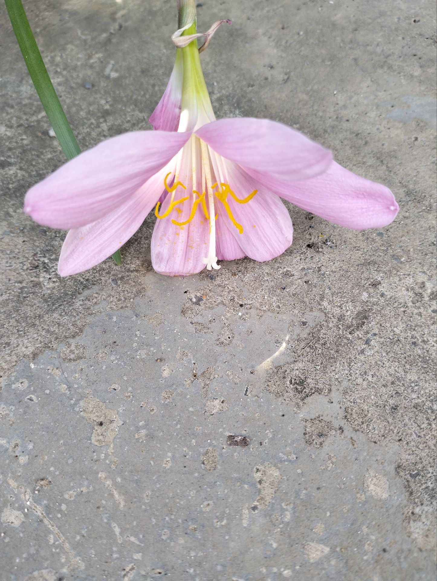葱兰的花小纯白通透韭兰的花大粉红或红它们都是风雨兰的一种