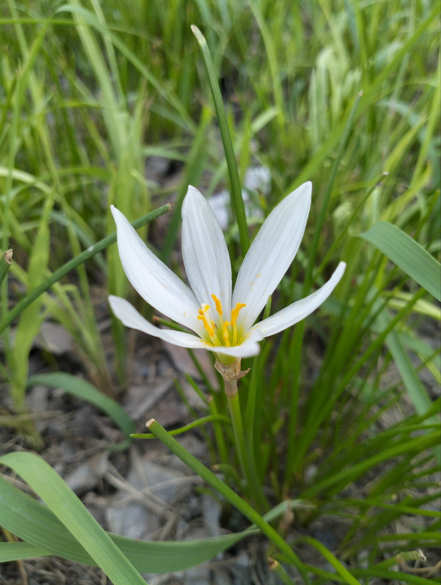 葱兰的花小,纯白通透.韭兰的花大,粉红或红.它们都是风雨兰的一种