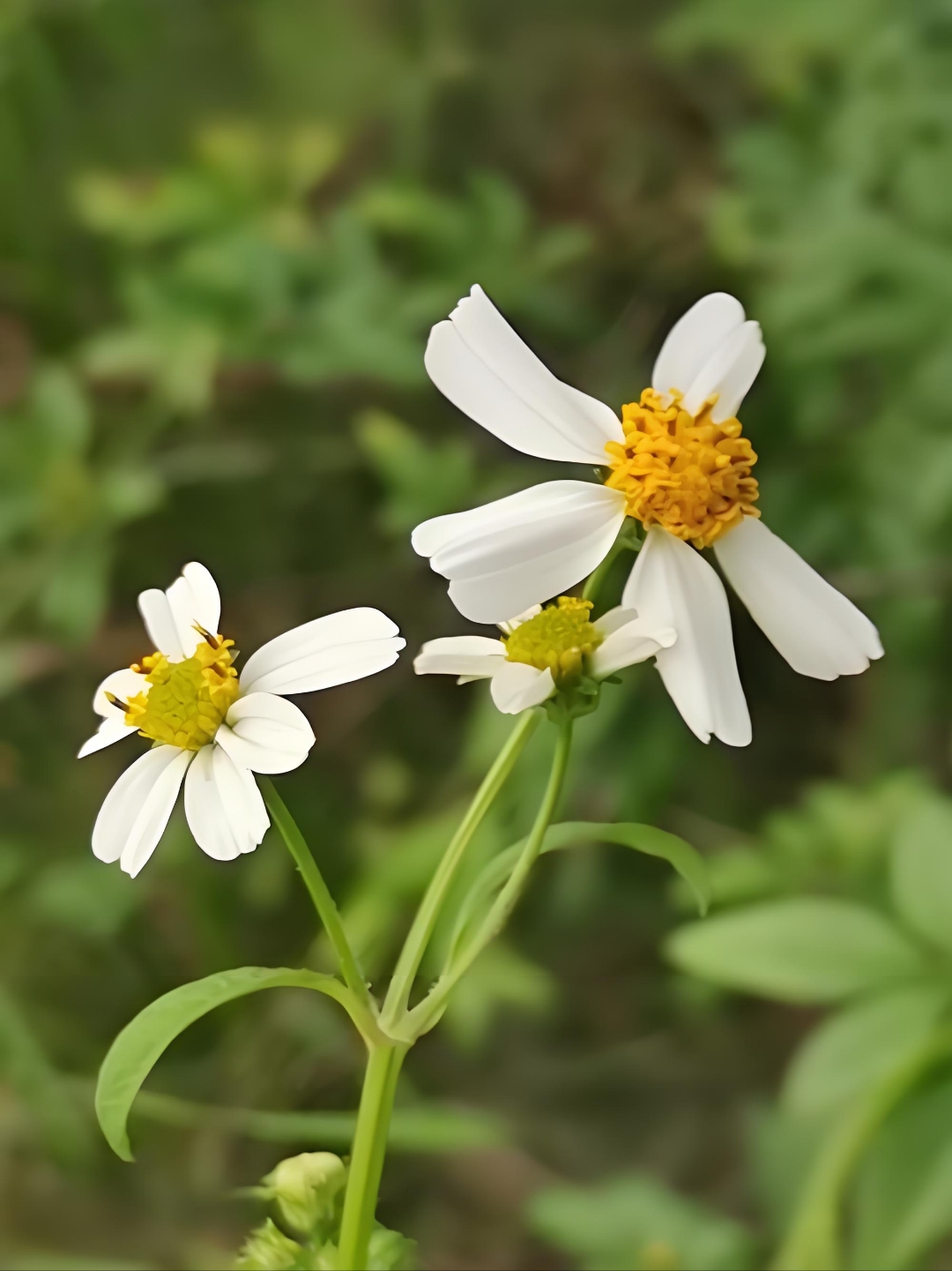 白花鬼针草,属于入侵物种,适应性强,在农田野地很常见