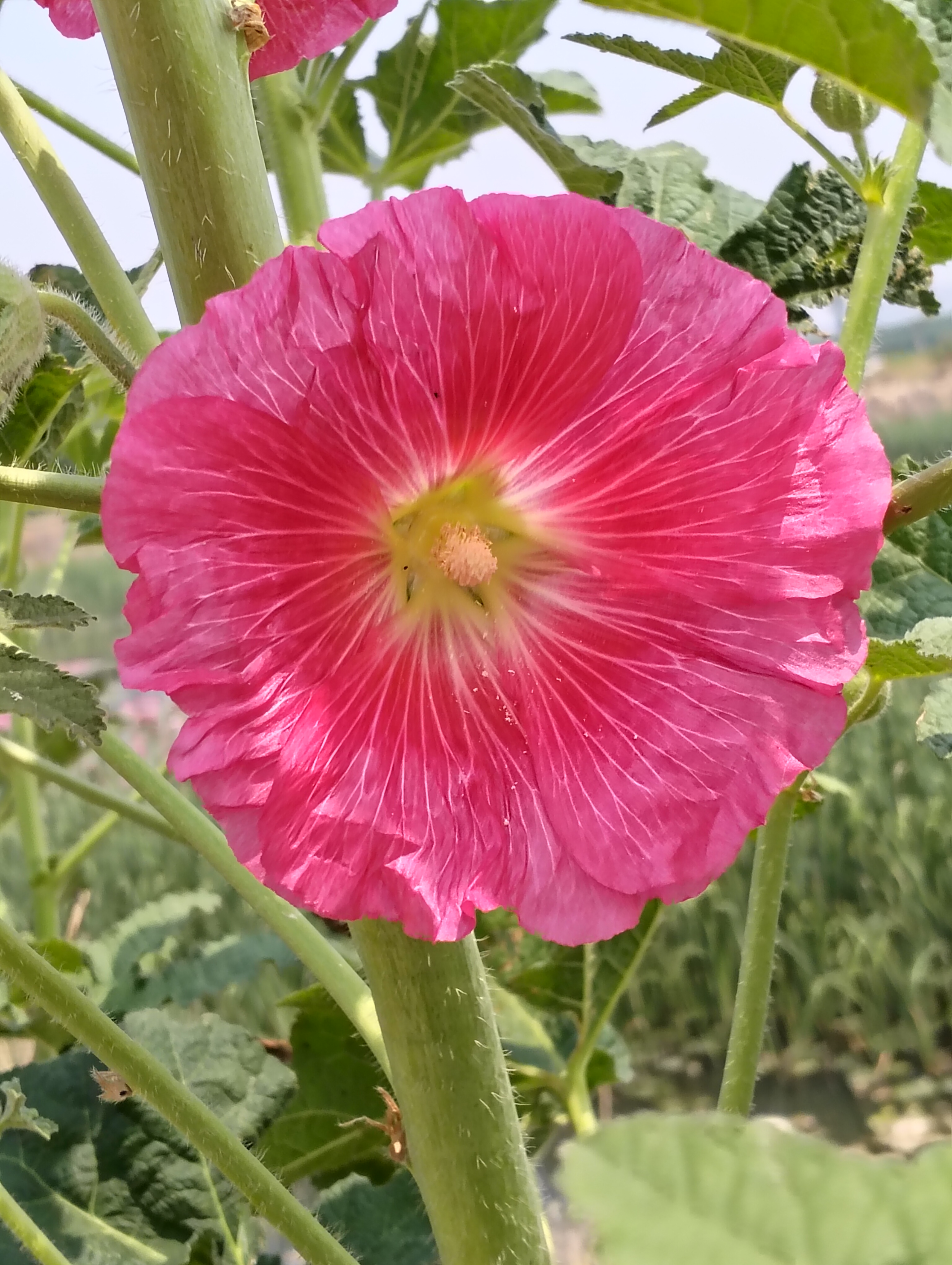 蜀葵开始开花了,单瓣的,重瓣的都有