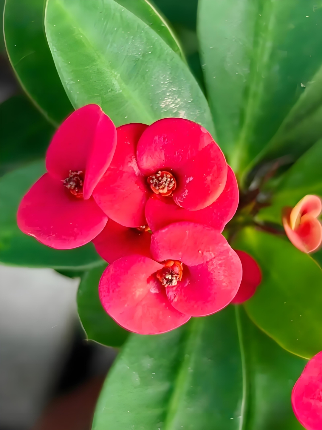 它的刺无毒,但茎的汁液有毒,刺和汁液共同构筑它的防御网