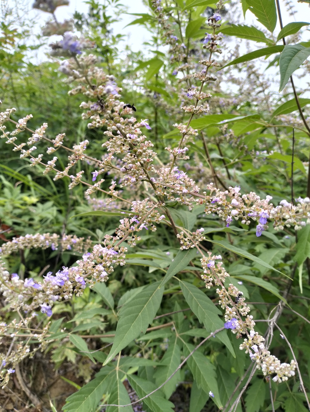 荆条大部分人都知道,揍娃神器