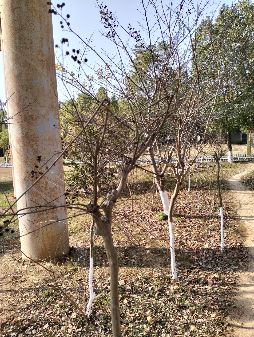 樱花树的花期应该是三,四月,等着吧!