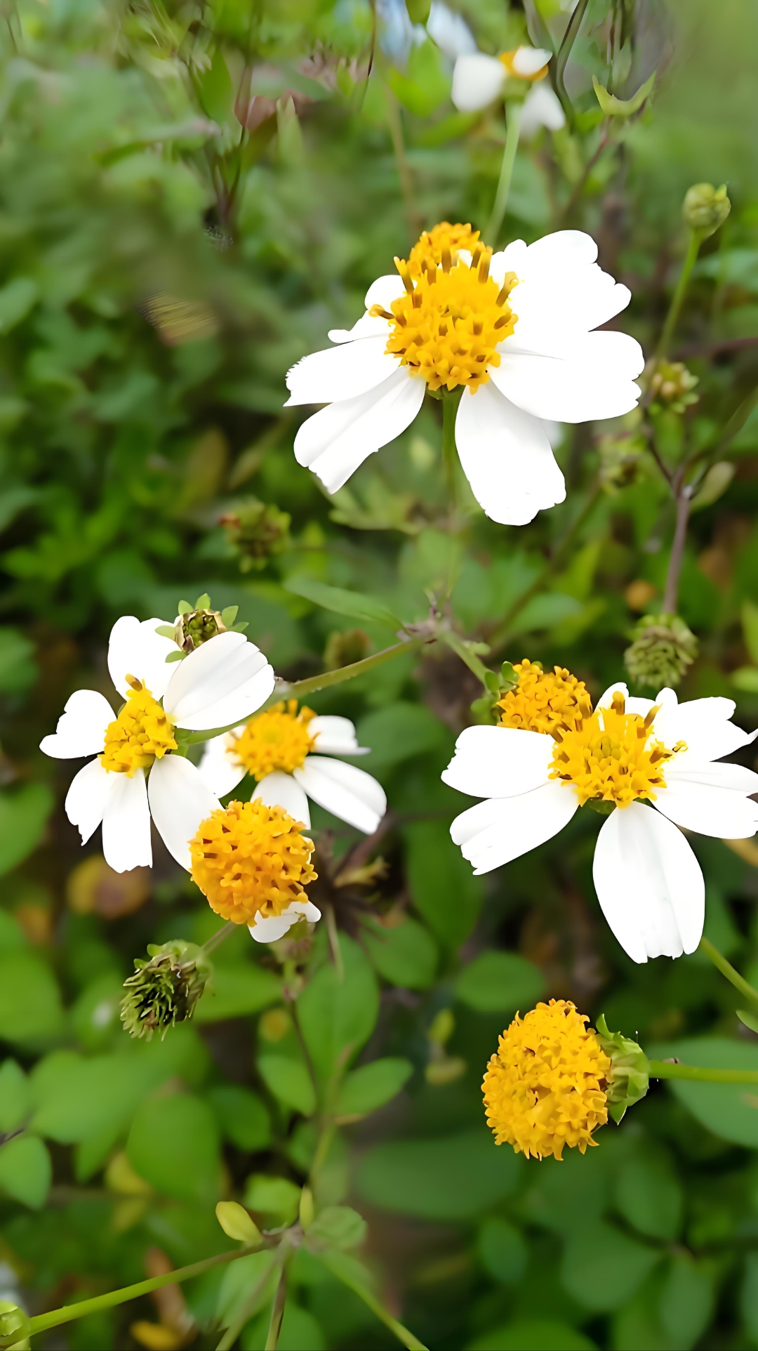 白花鬼针草,属于入侵物种,适应性强,在农田野地很常见