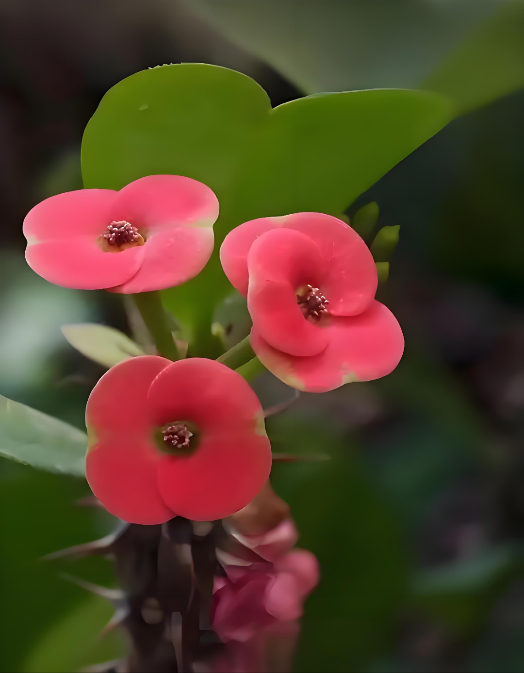 虎刺梅也叫铁海棠,在深圳的温暖气候下,可以全年开花