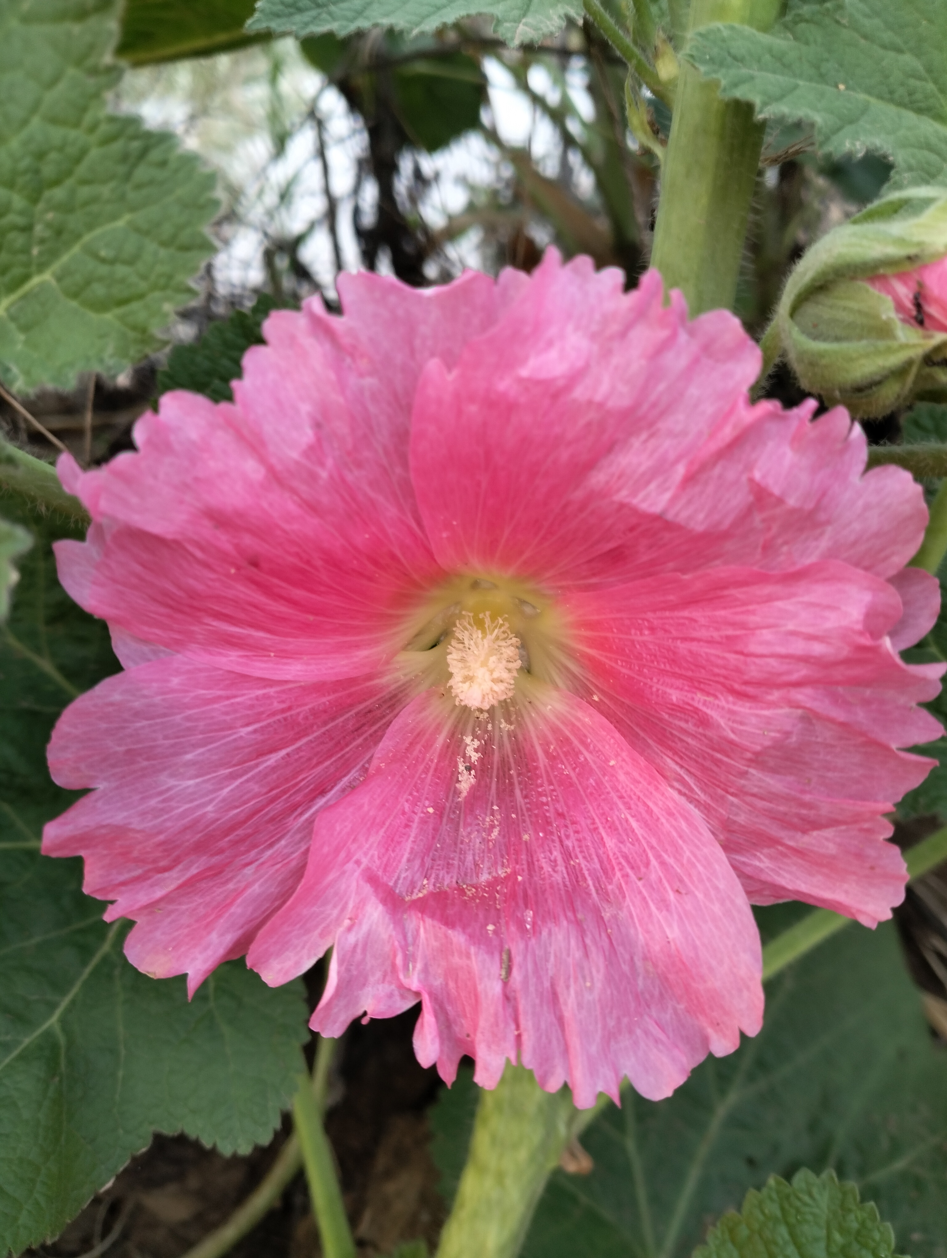 蜀葵开始开花了,单瓣的,重瓣的都有