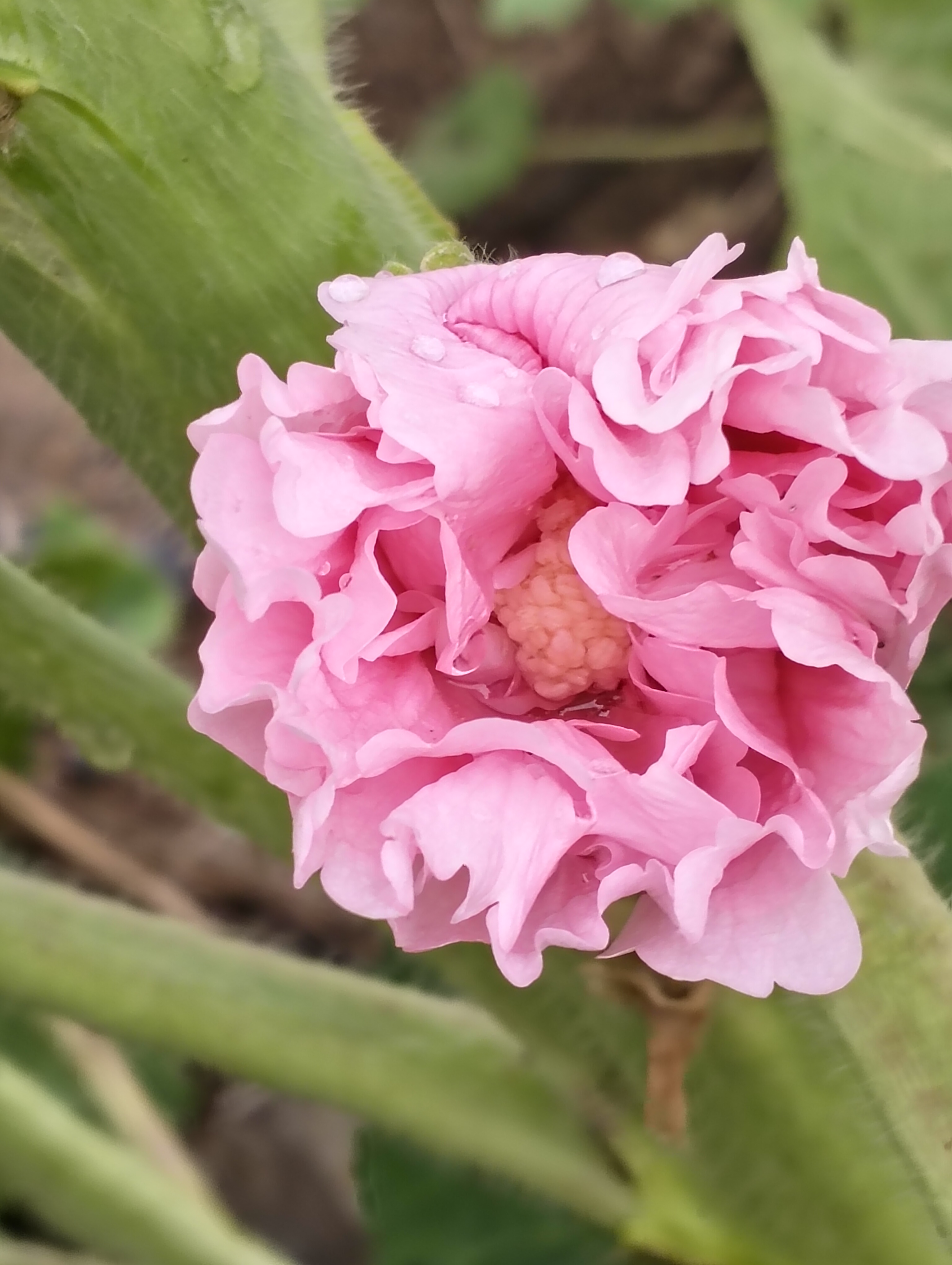 蜀葵开始开花了,单瓣的,重瓣的都有