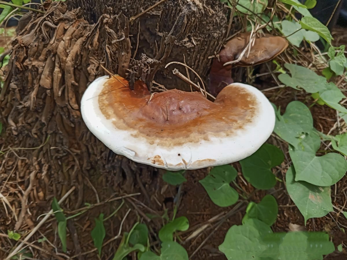今天天气特别好,和姐姐上山采蘑菇,发现身边枯萎的树上长满了灵芝,我
