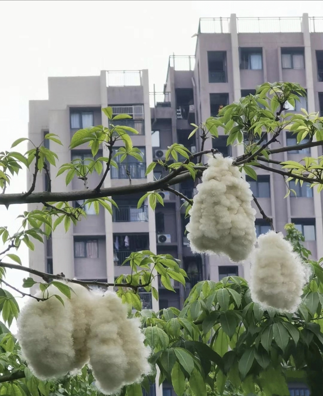 路边像棉花的树图片