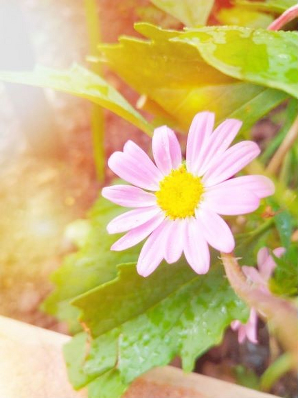 阳光下的小雏菊