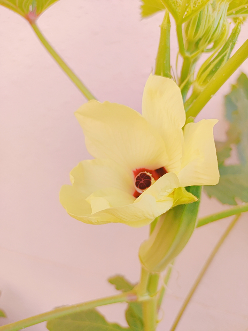 秋葵花见过吗