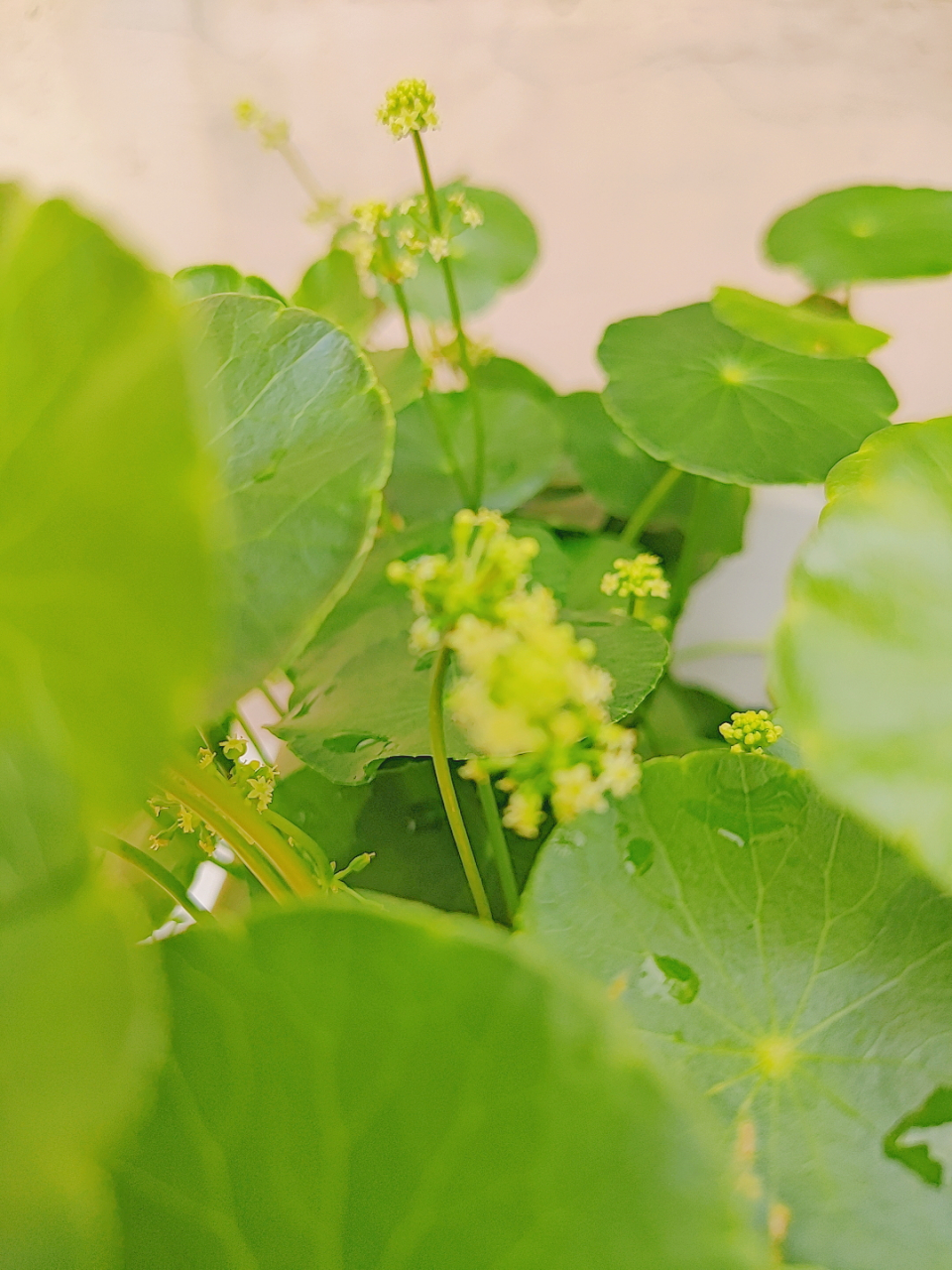 铜钱草,听说属蛇的养它旺财