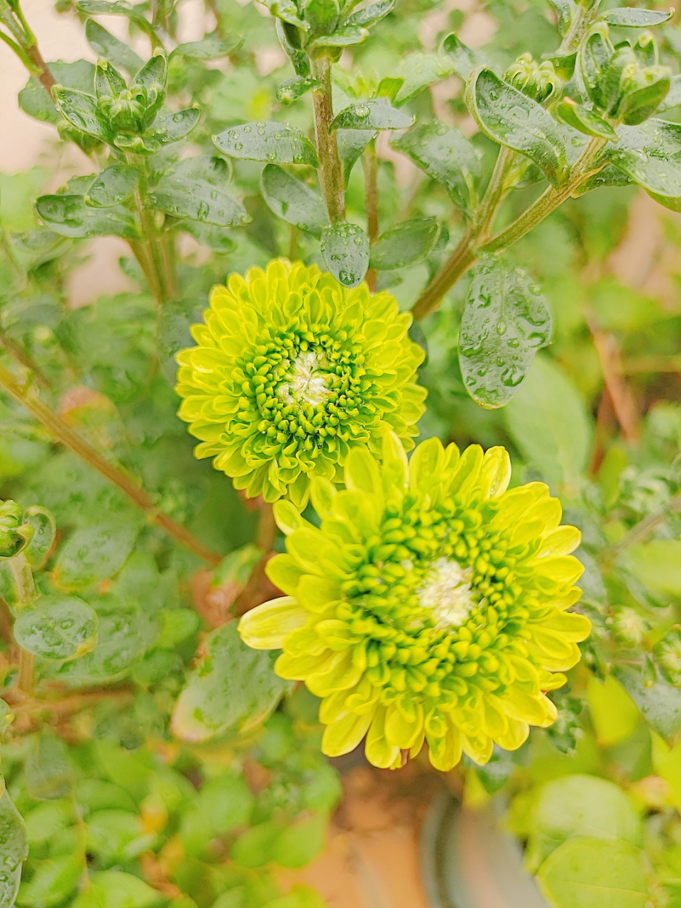 绿色乒乓球菊
