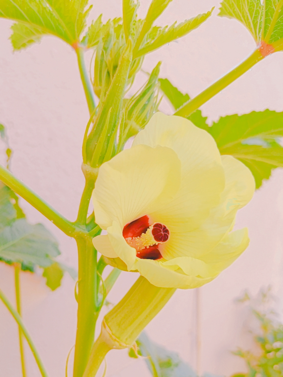 秋葵花
