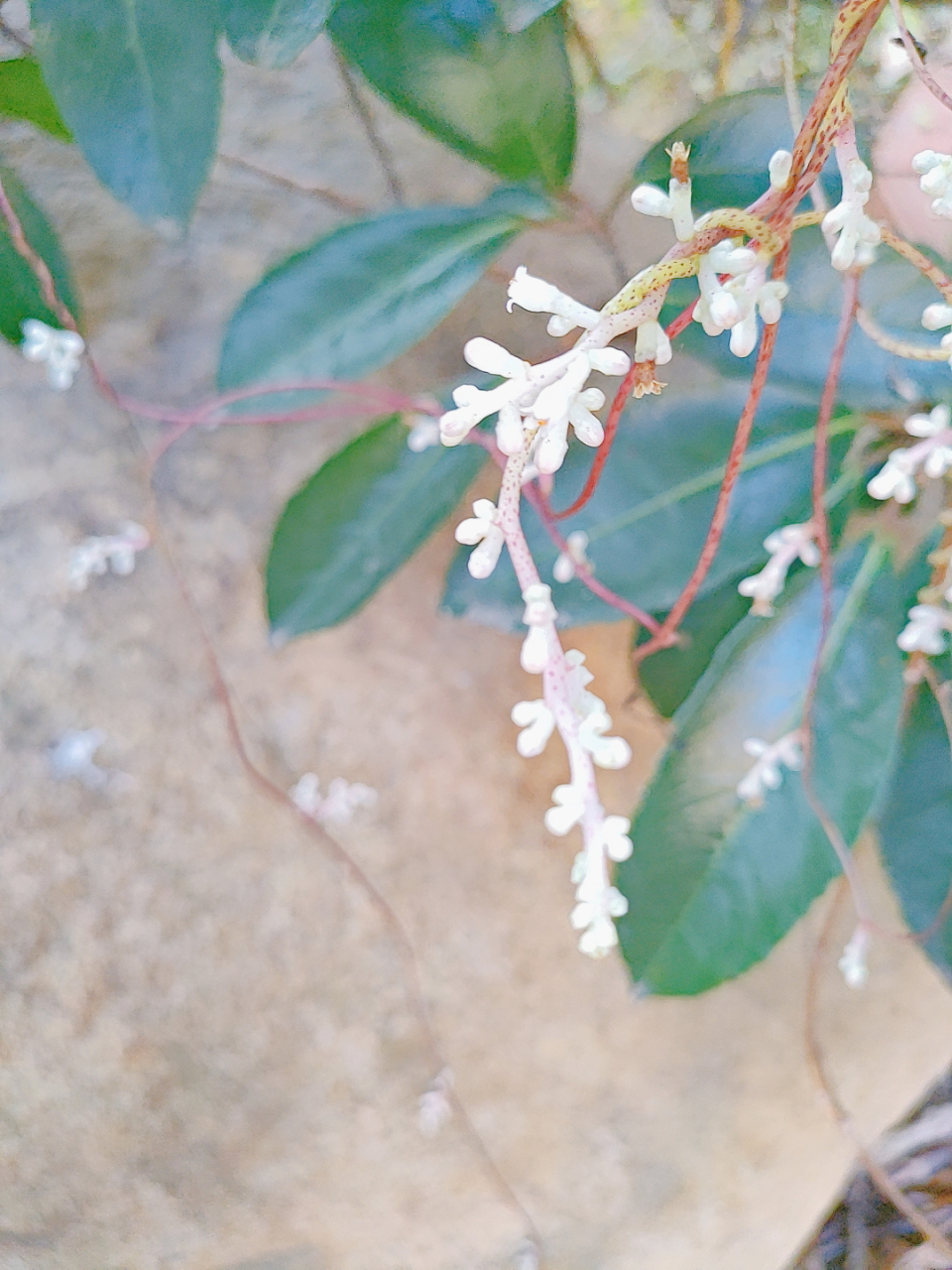 菟丝子,开花了