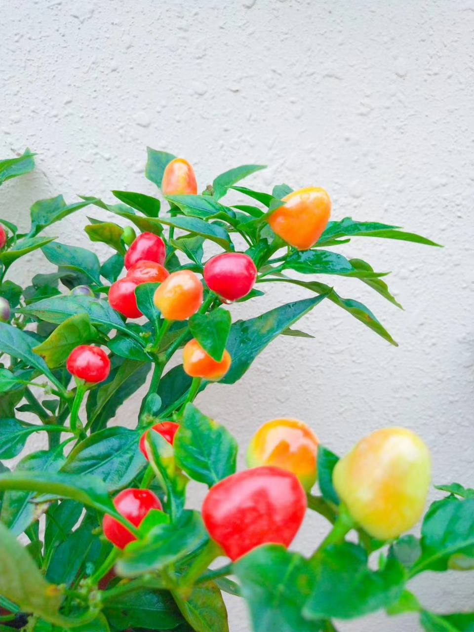 小彩椒