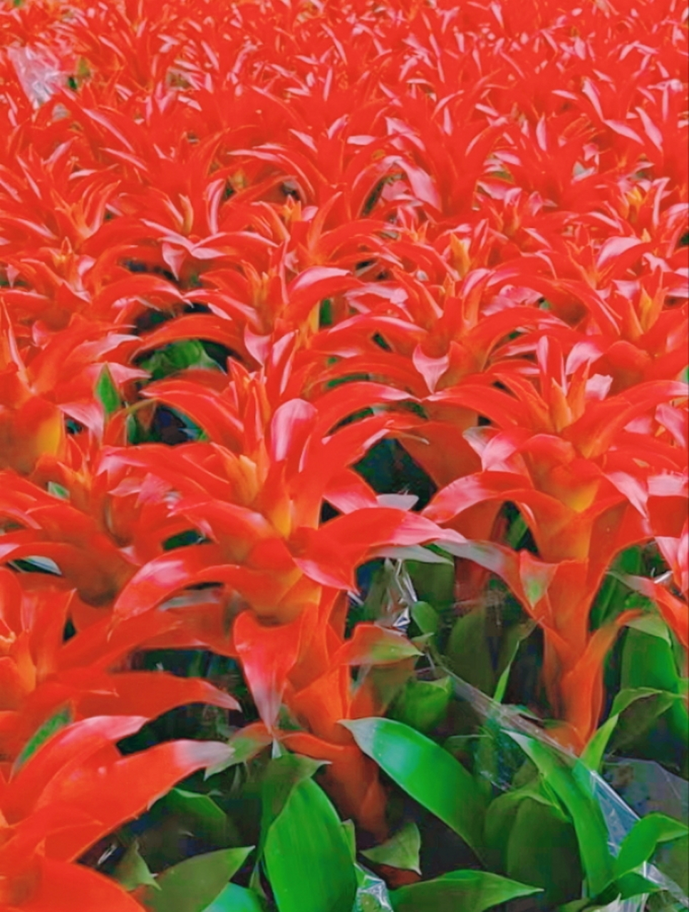 水塔花,鸿运当头