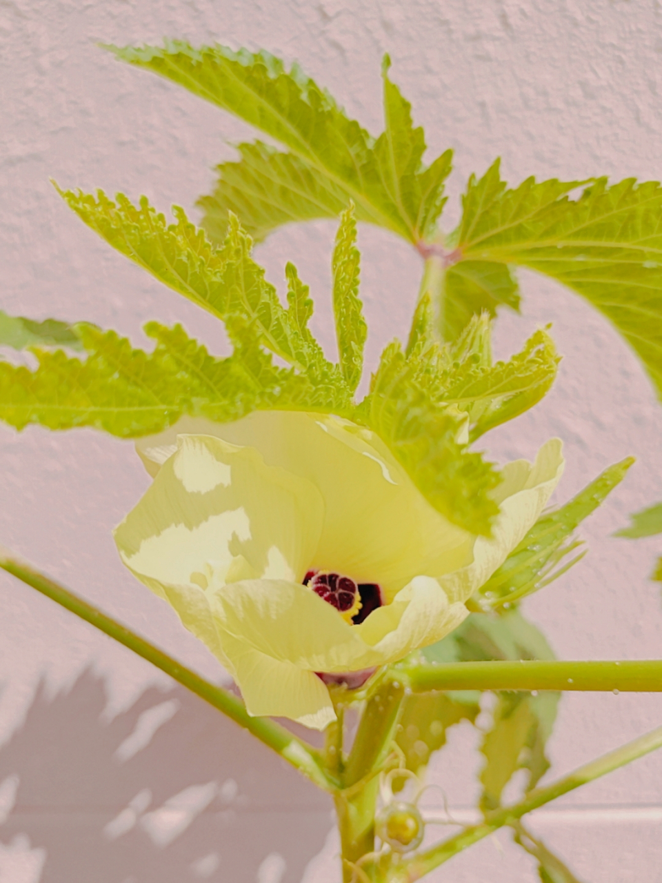 秋葵花