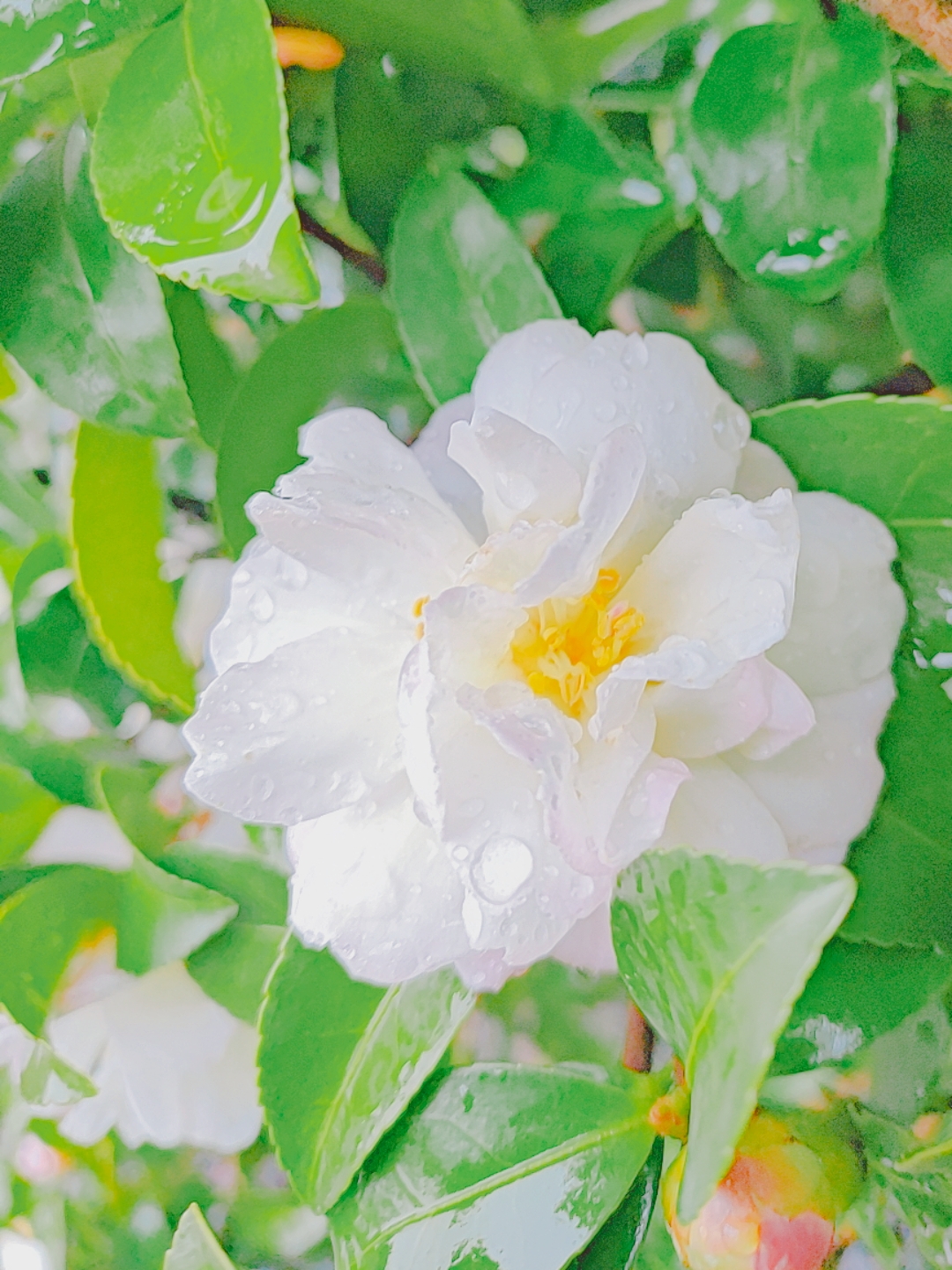 最美茶花