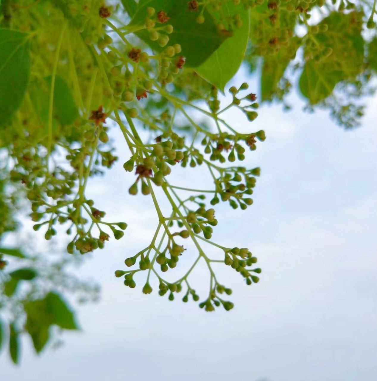 香樟花唯美图片