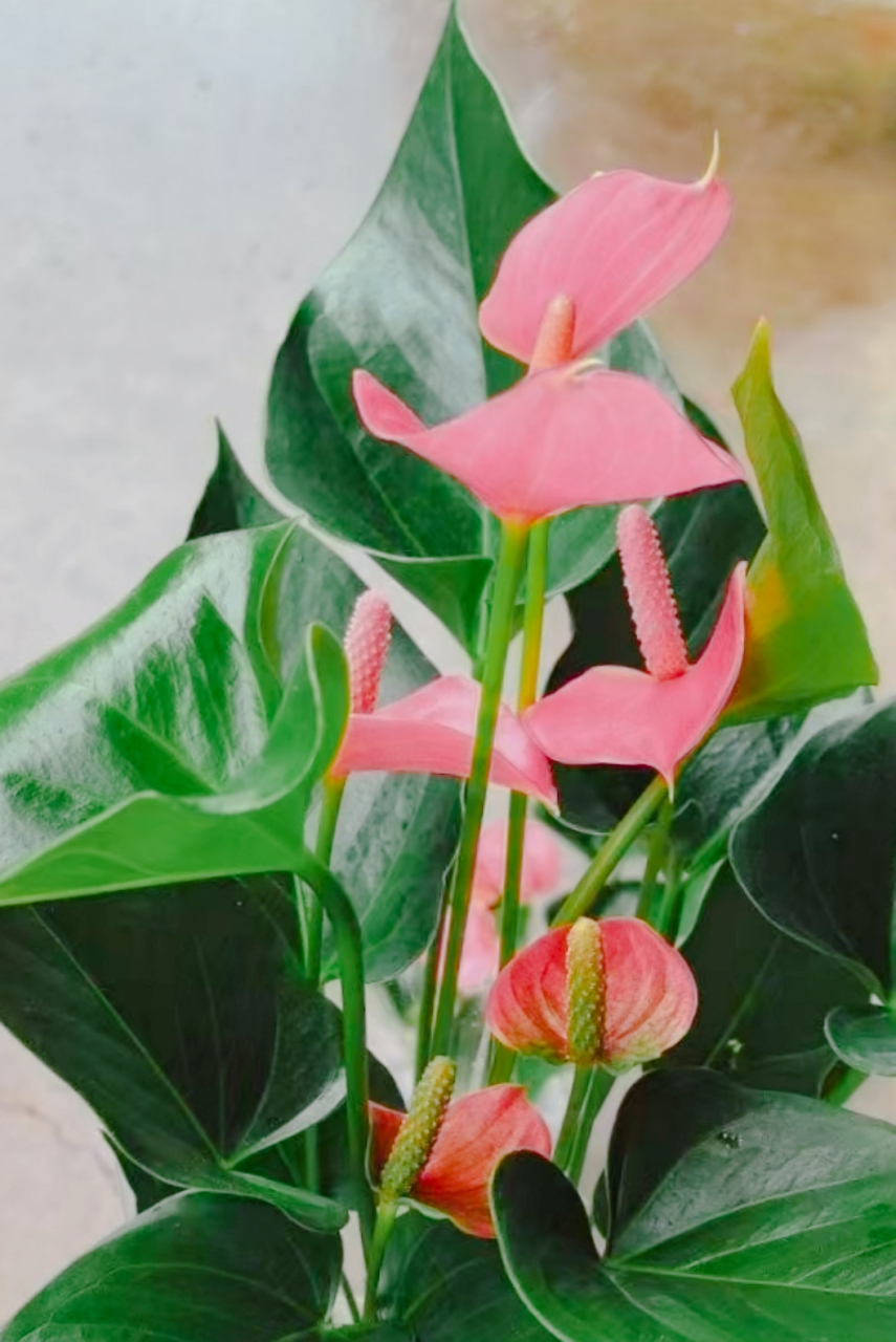 粉掌