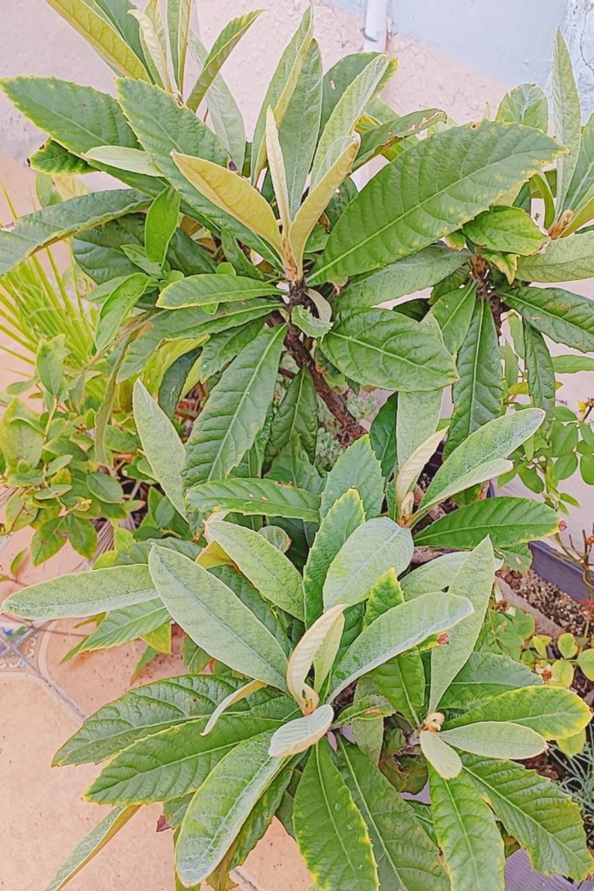 养了三年的枇杷树