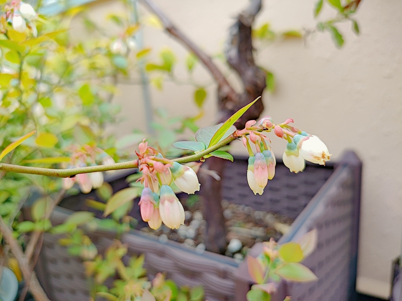 蓝莓花,你们见过吗