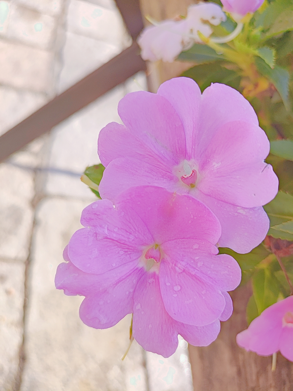 非洲凤仙花图片大全图片