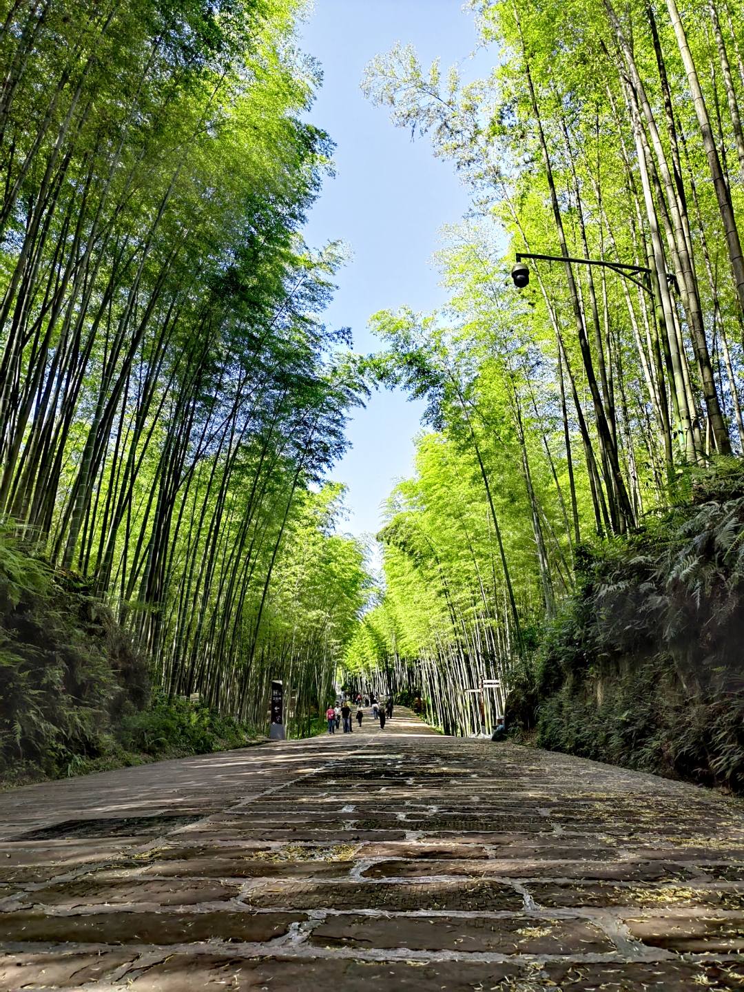 蜀南竹海蜀南竹海位于四川宜宾,是中国最大的竹林景区,素有竹海天下翠