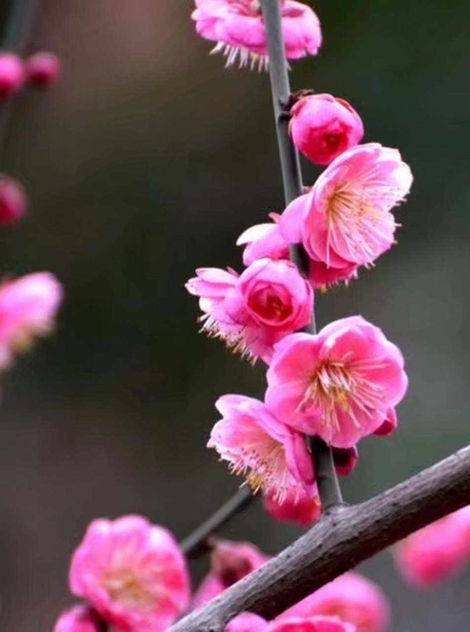 属相羊  属相羊的他们属相五行属土,其中91年生的属羊人,辛未羊年,纳