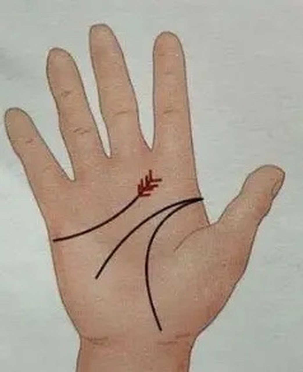 如果手相中感情线呈羽毛状行一直分支性的延伸,表示夫妻情感一直不