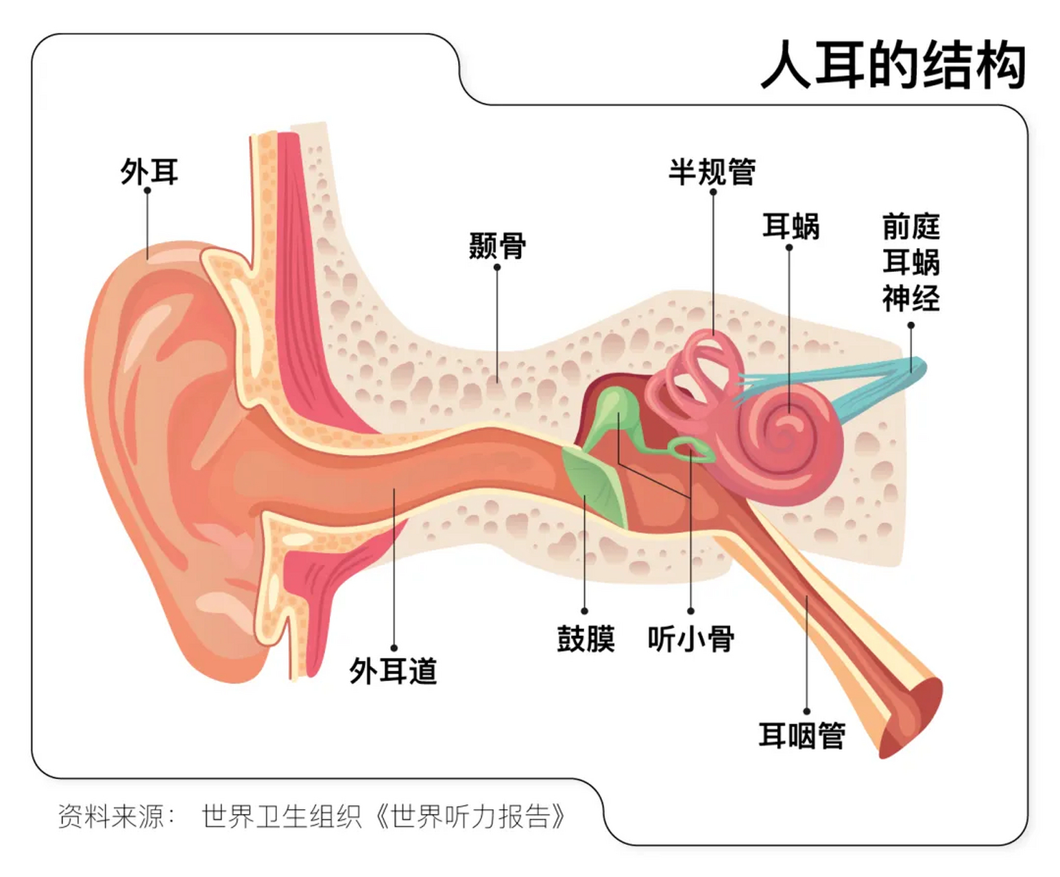 外耳朵的结构图解图片