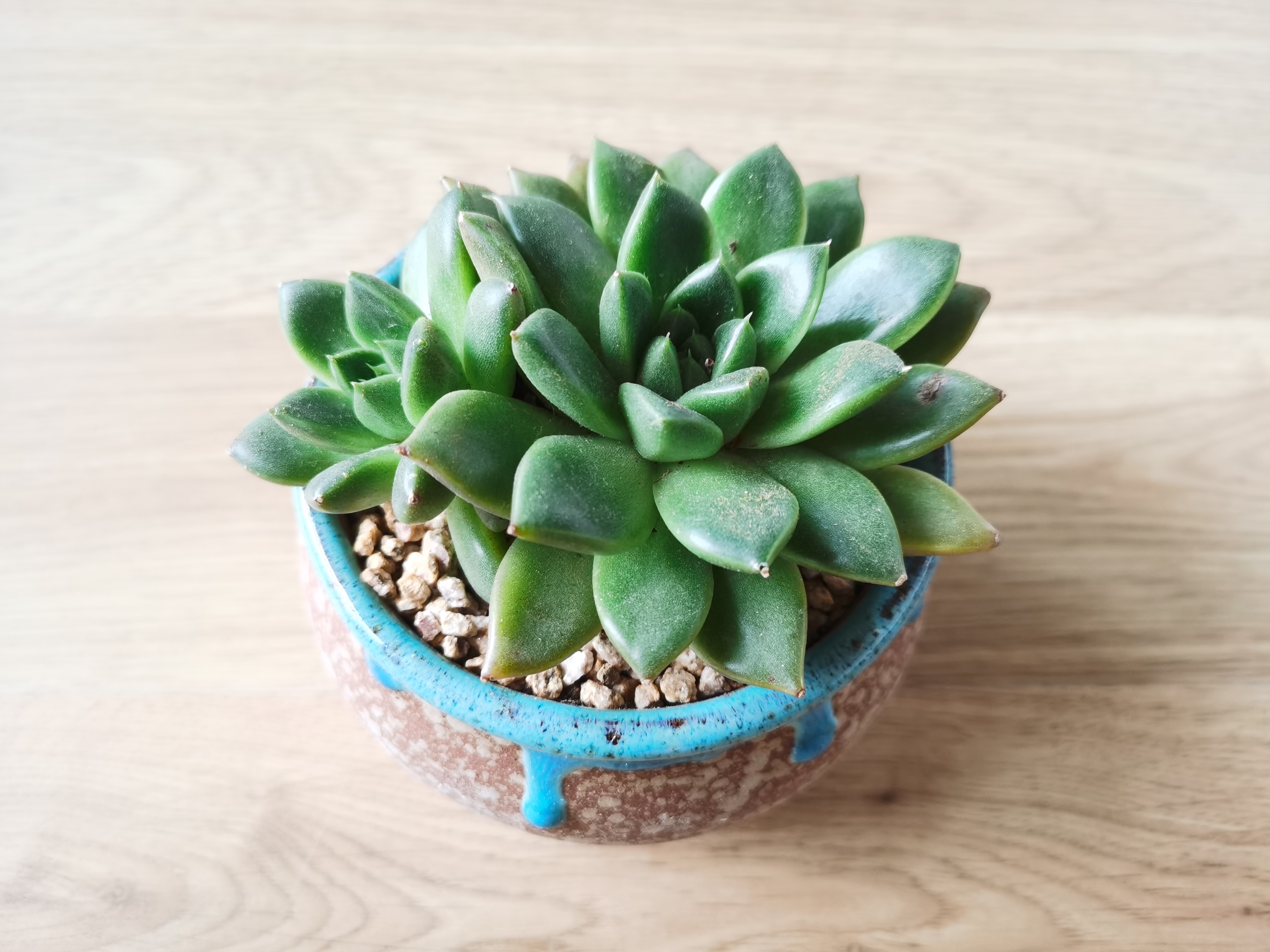 之蜜桃格林,百合锦和石英,高温了不敢晒太阳了,又徒又绿#多肉植物