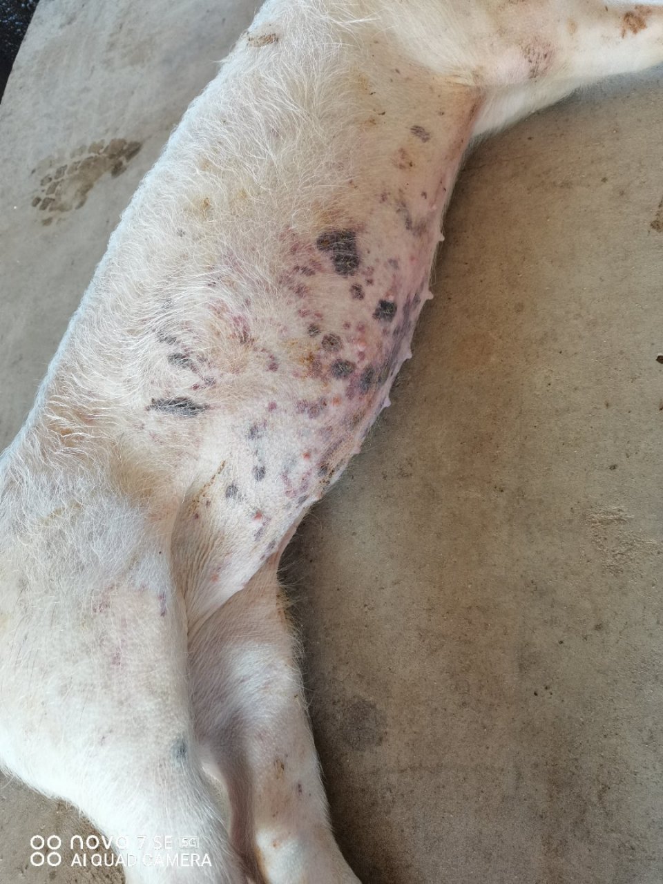 阿豪你好,帮忙看看小猪得了什么病,腹部有紫色血斑,用什么药预防和