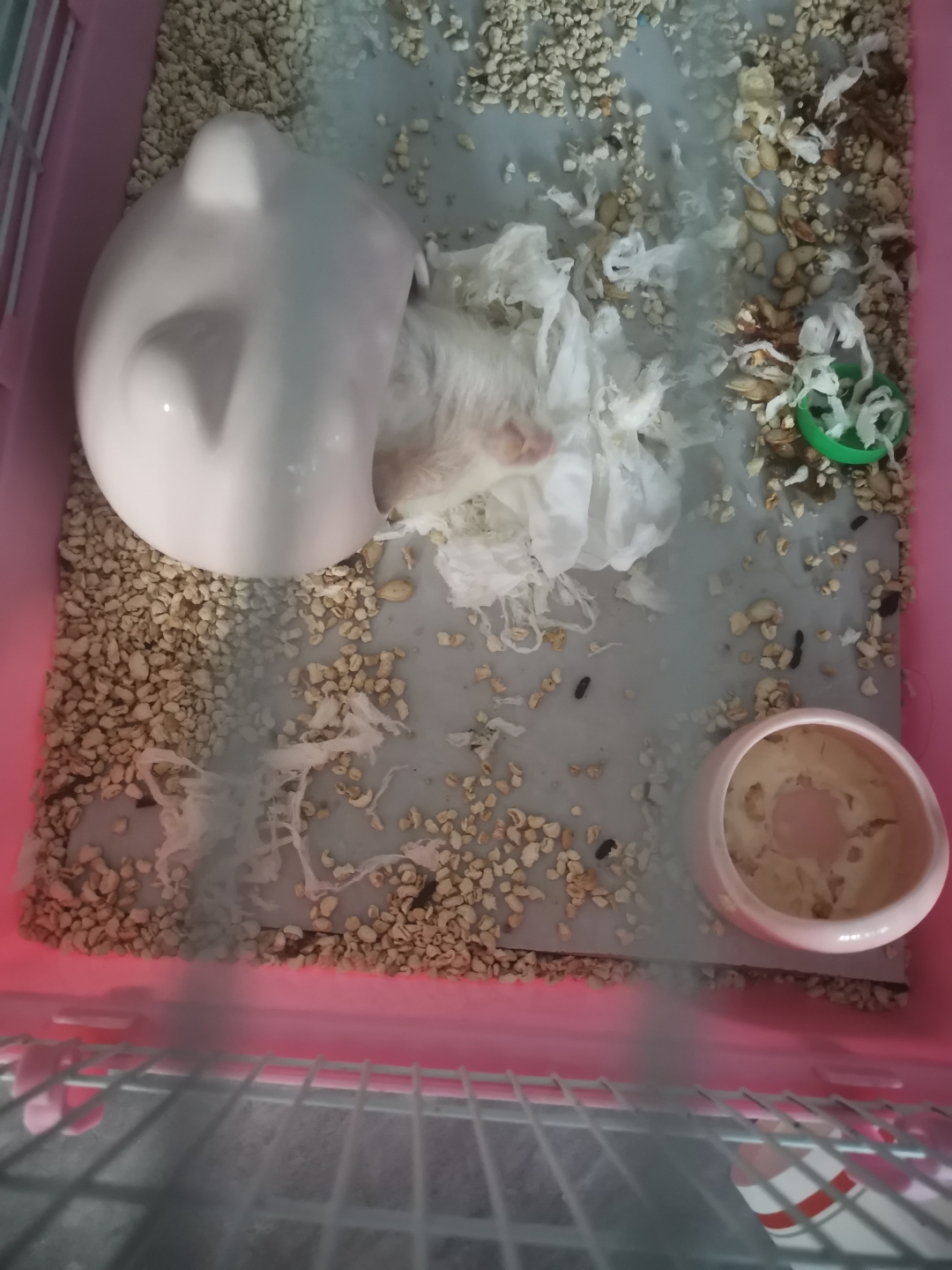 我的仓鼠大聪明,可爱吗?今天早上死了这是它死前几天拍的.