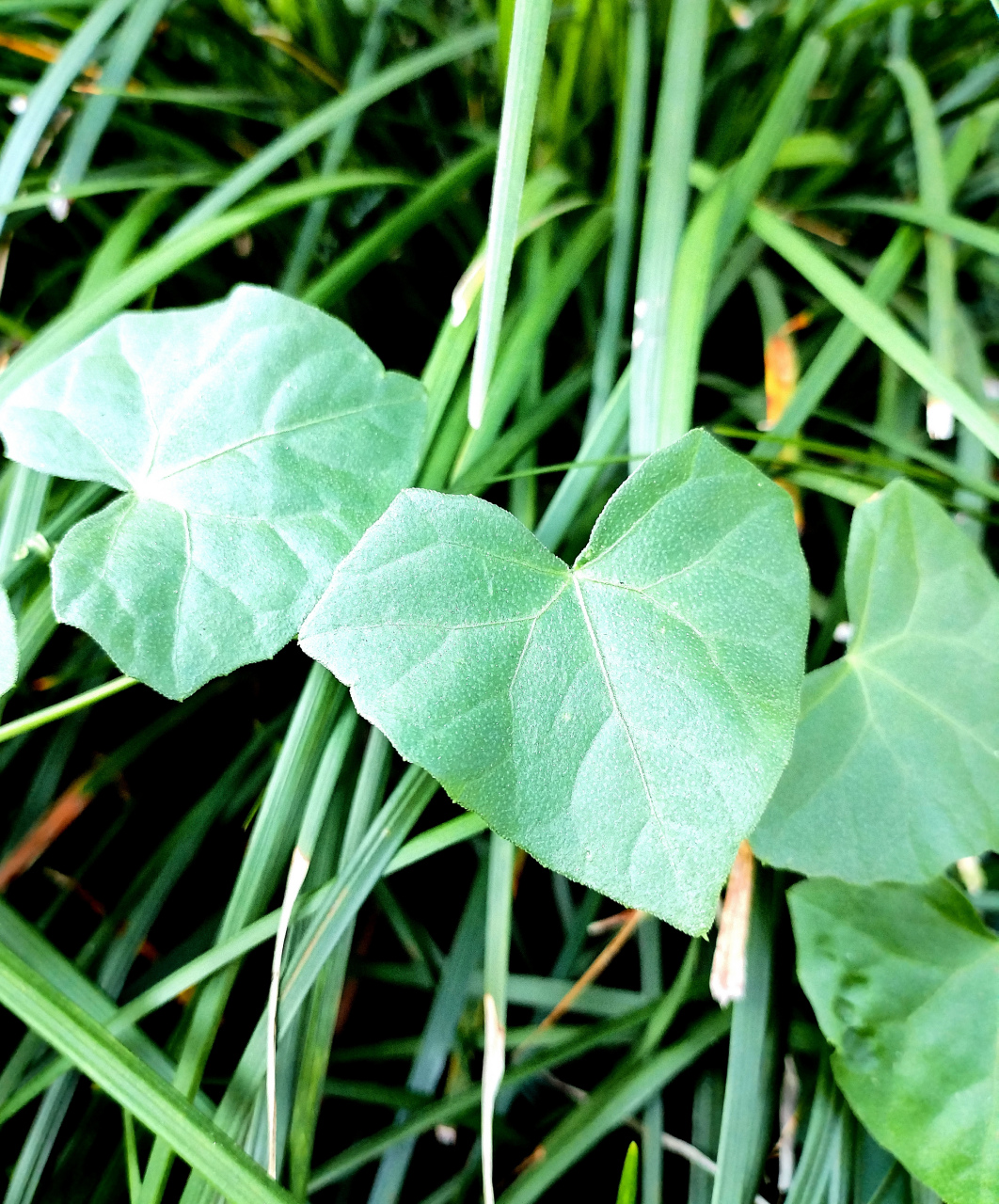 每天都有新意, 熟悉的草地里又有新发现, 一串心形的叶片有着蔓藤, 钮