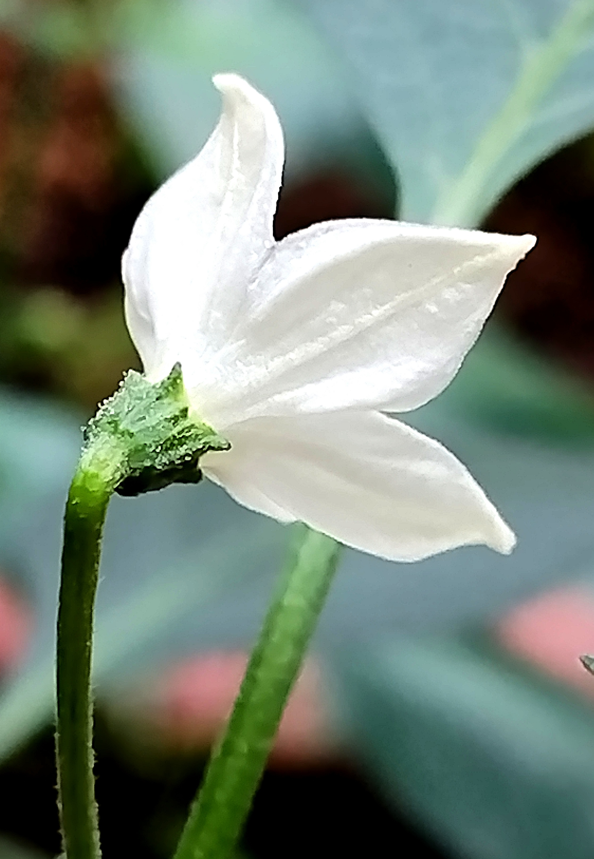 不是每朵优雅的花, 都香气十足, 不是每个花瓣的美, 都在正前方