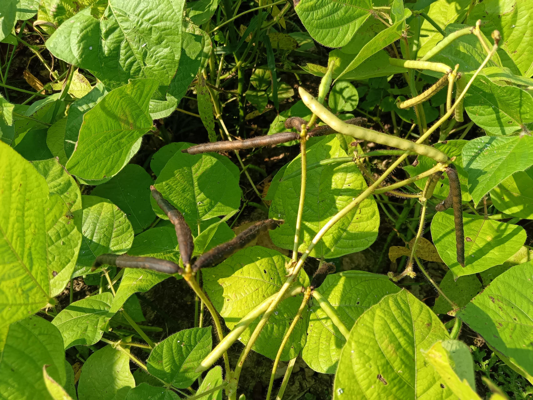 今天摘绿豆角,遭遇秋老虎天气.