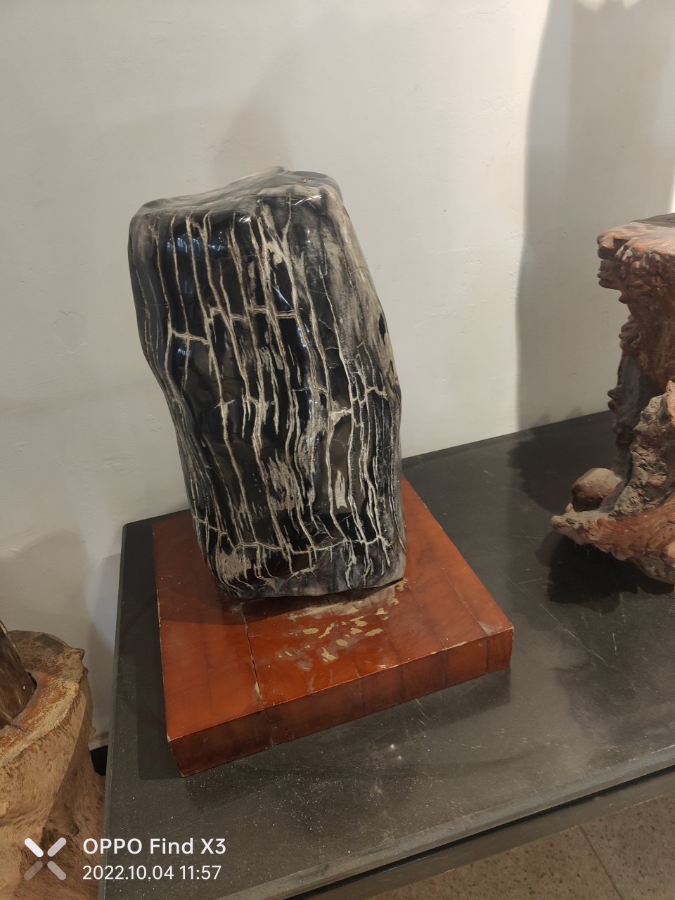 树化石,又称木化石,是岁月赋予的珍贵礼物