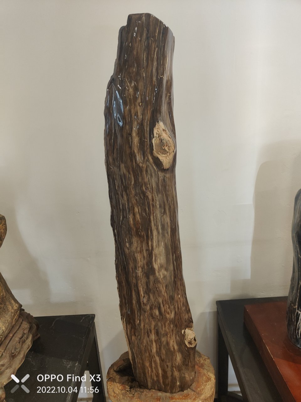 每当我看到这些古老的树化石,心中总会涌起一股莫名的感动