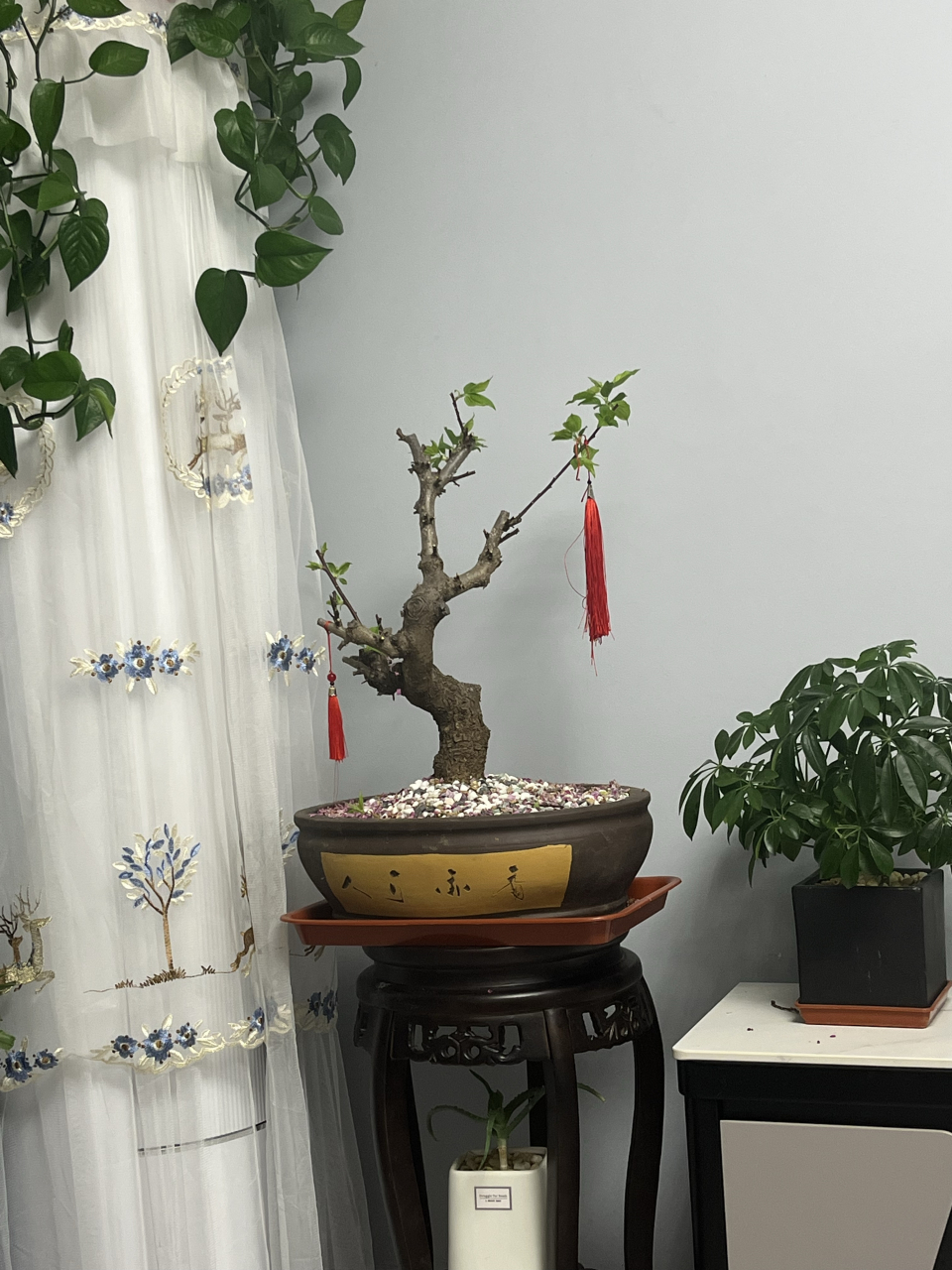 梅花修剪晚了,然后剪成这样了,还能活吗,能不能浇水施肥呀,有没有懂的