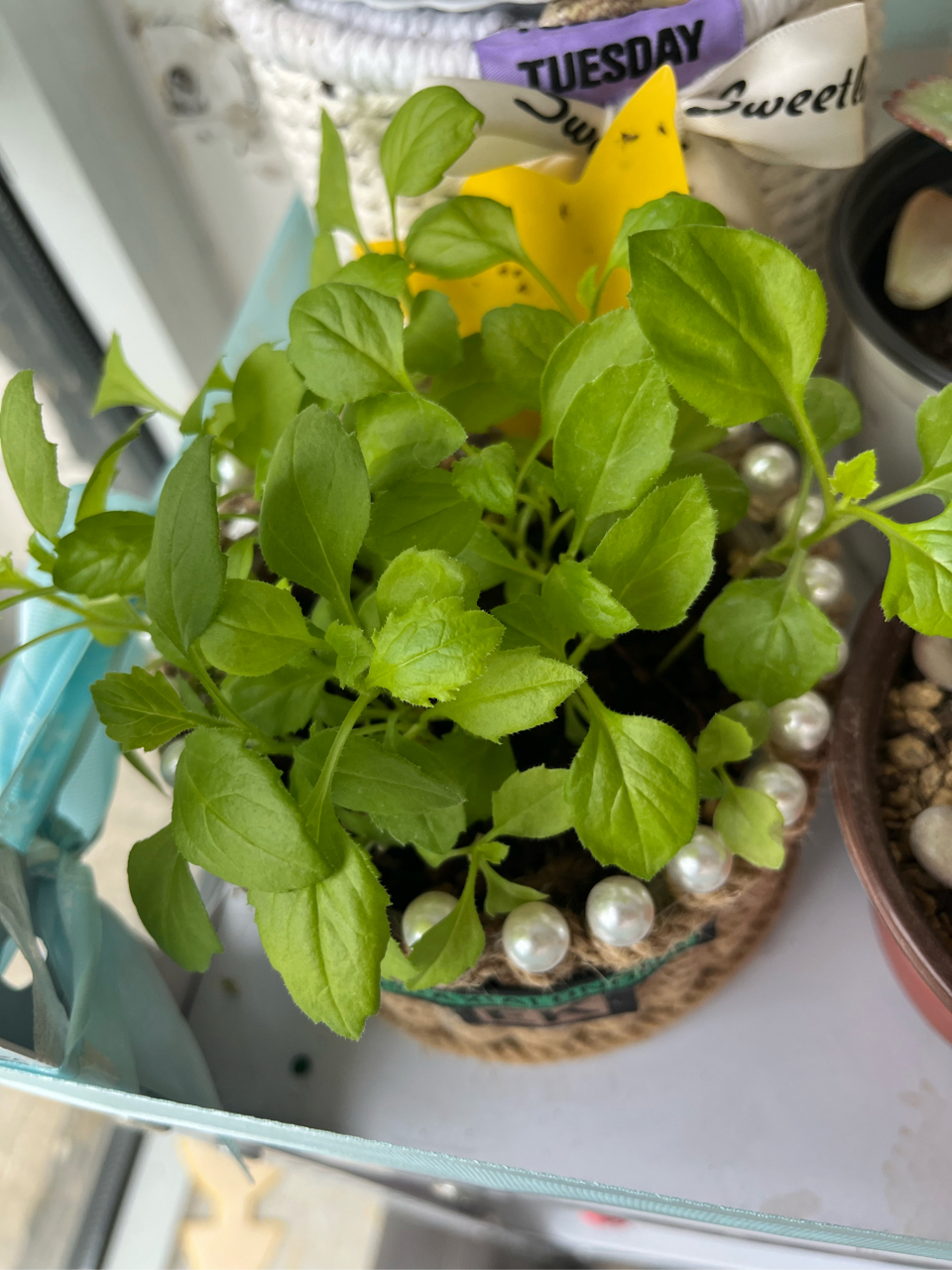 谁认识这是什么花呀,买的姬小菊种子,越想越不像了[泪奔]