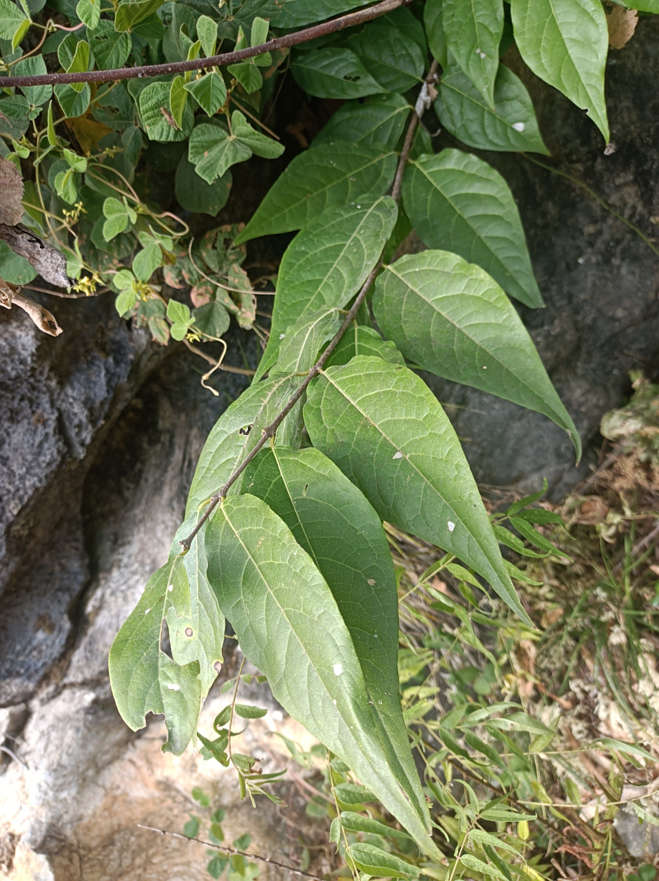 它是典型的纸质叶.  纸质叶的字面意思是叶子摸起来像纸.