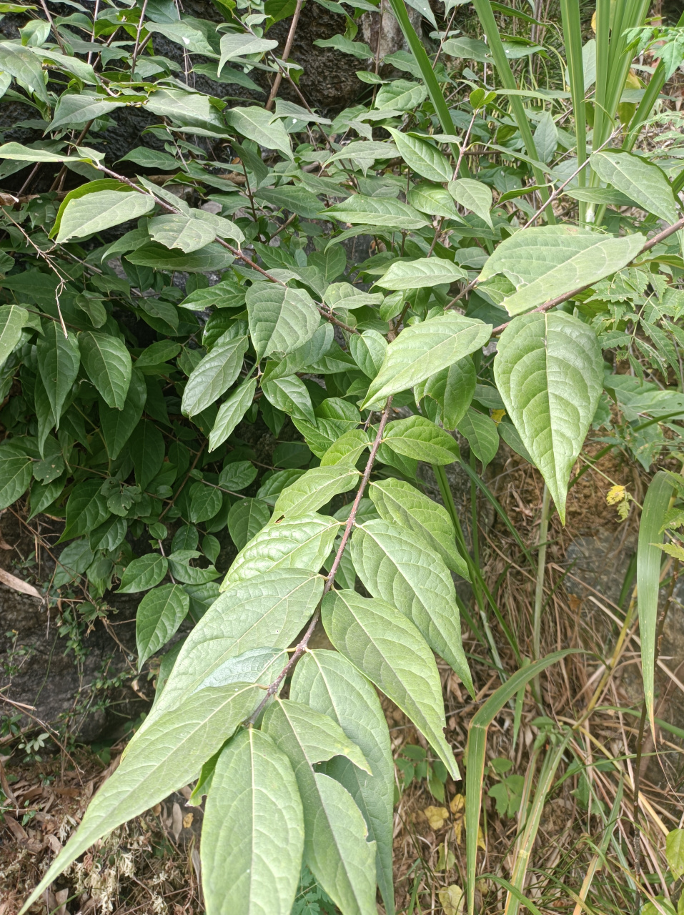它是典型的纸质叶.  纸质叶的字面意思是叶子摸起来像纸.
