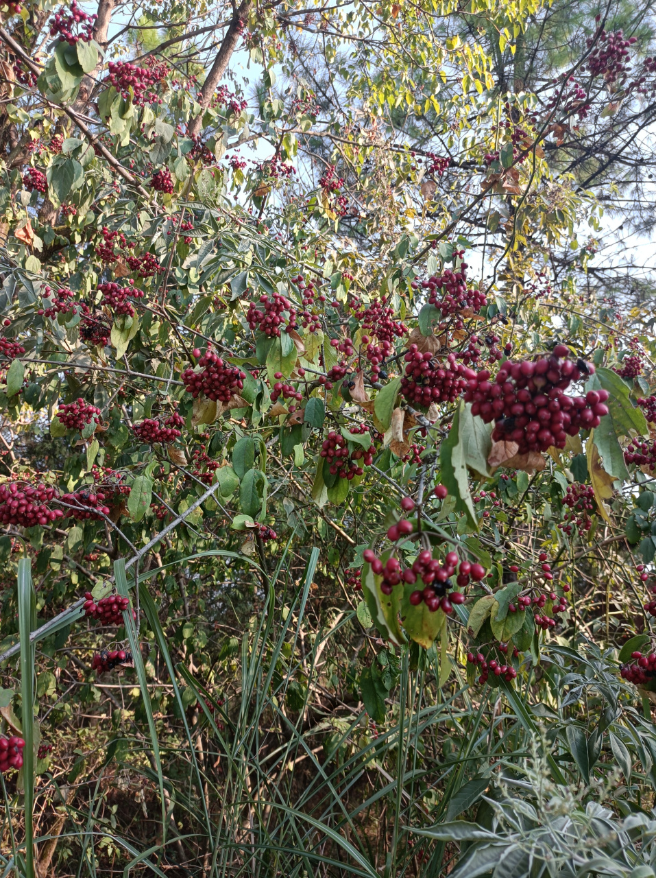 琼花果实图片