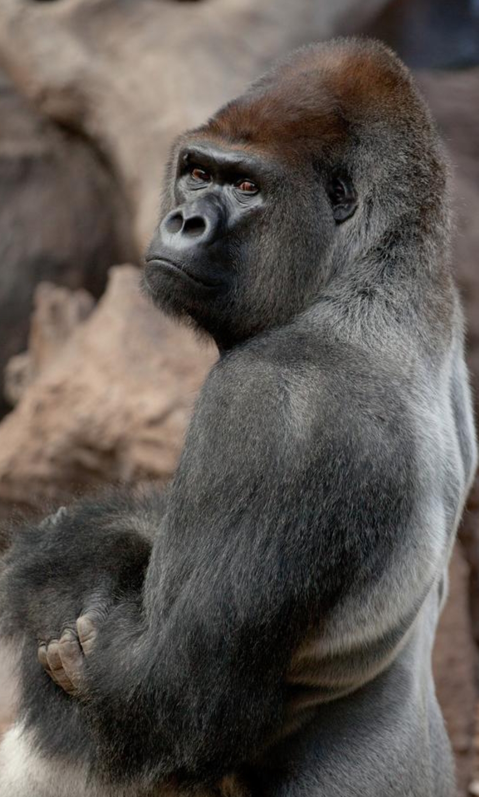 1932年,在非洲刚果某个部落,一群黑人捕捉了一只体型庞大的黑猩猩.