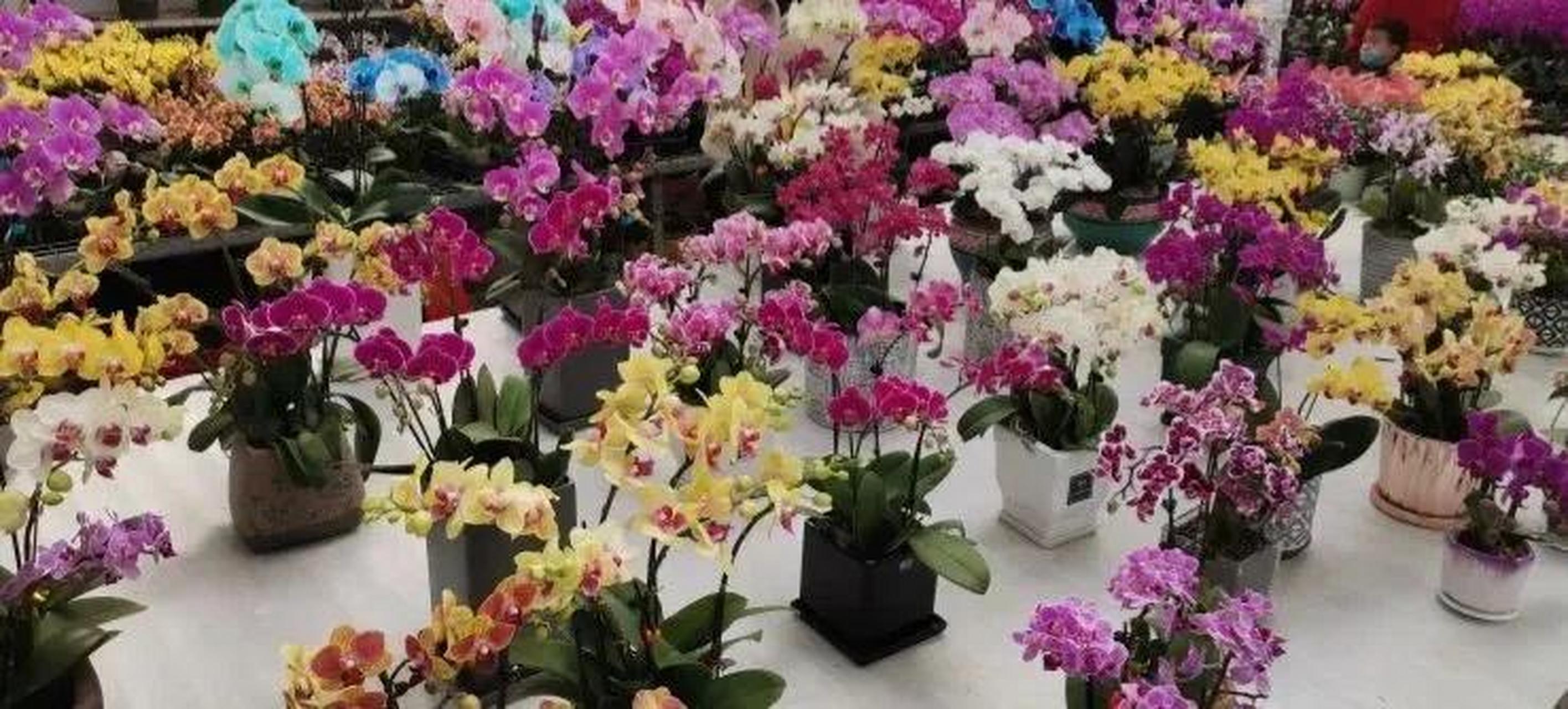 蝴蝶兰花卉基地